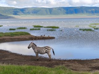 Unforgettable Safari Adventure