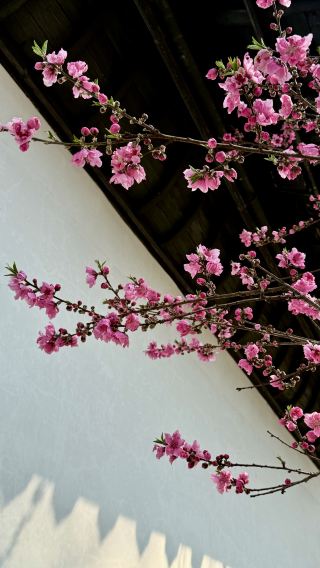 まるで仙境、桃源郷。湖南省にある現実版「桃花源記」