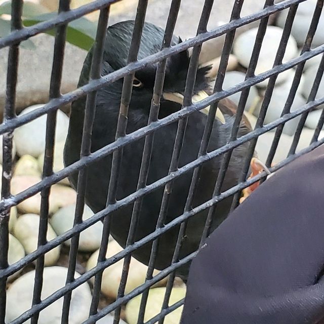 新年好去處之步步高陞。元朗公園百鳥塔