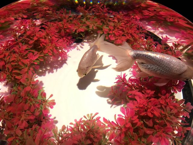 アートアクアリウム美術館