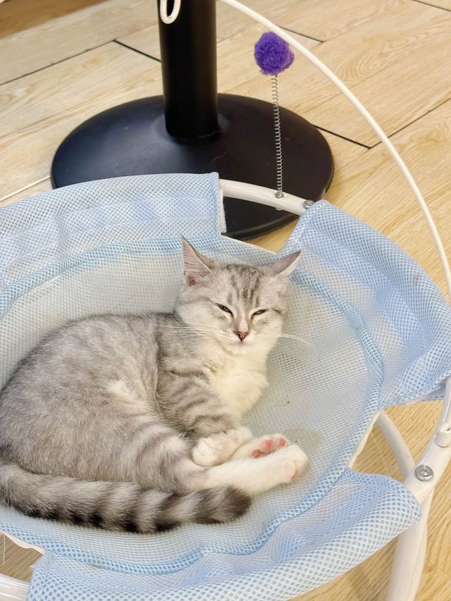 ⭐️貓貓Cafe竟然有豬仲有狗？🐱🐷🐶