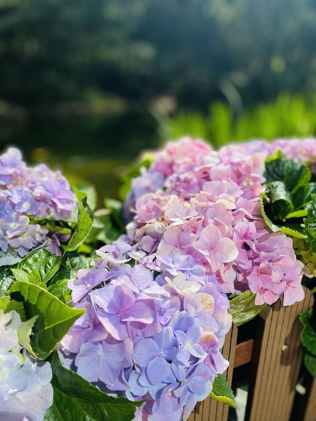 一次過欣賞各色各樣花卉  在市中心盛放📍香港公園