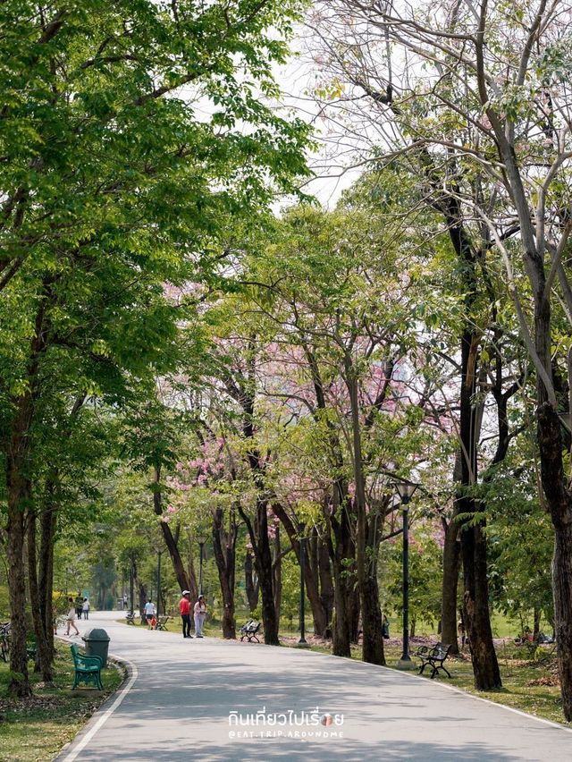 🌸🌸 พาถ่ายรูปดอกชมพูพันธ์ุทิพย์ที่สวนรถไฟ 