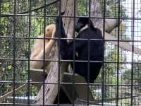 西澳珀斯動物園（Perth Zoo）🐨🐒🐯🦁🐷🐮🦒🦨🦜