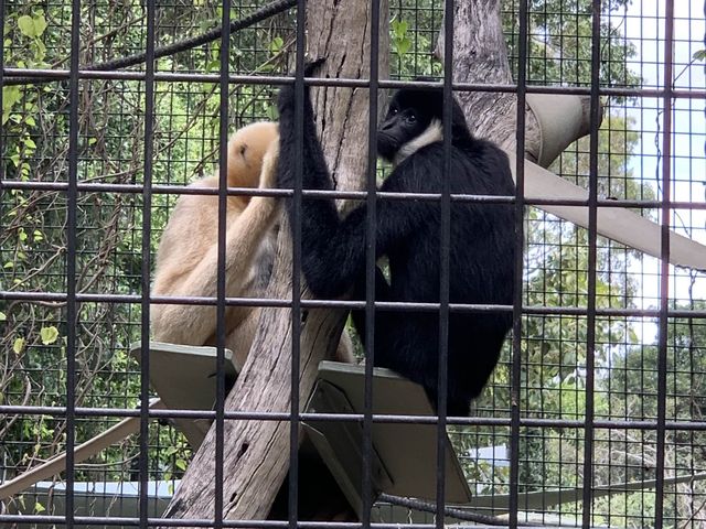 西澳珀斯動物園（Perth Zoo）🐨🐒🐯🦁🐷🐮🦒🦨🦜