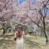 대전의 봄꽃 여행지:: 한밭수목원🌸