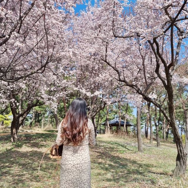 대전의 봄꽃 여행지:: 한밭수목원🌸