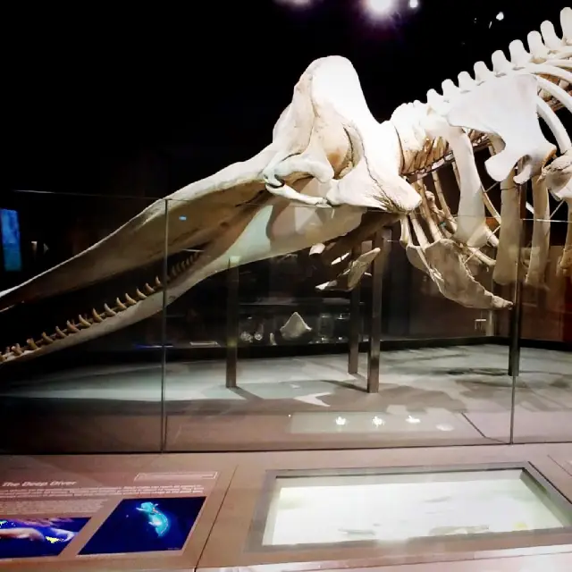 Get prehistoric at Lee Kong Chian Natural History Museum