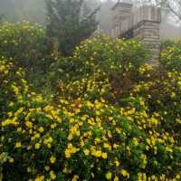 A foggy day at Fan Si Pan mountain base