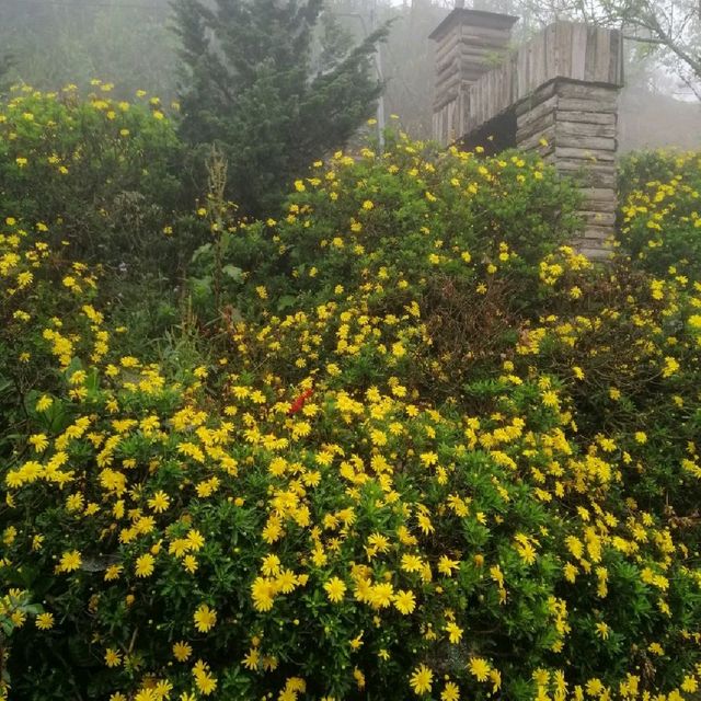 A foggy day at Fan Si Pan mountain base