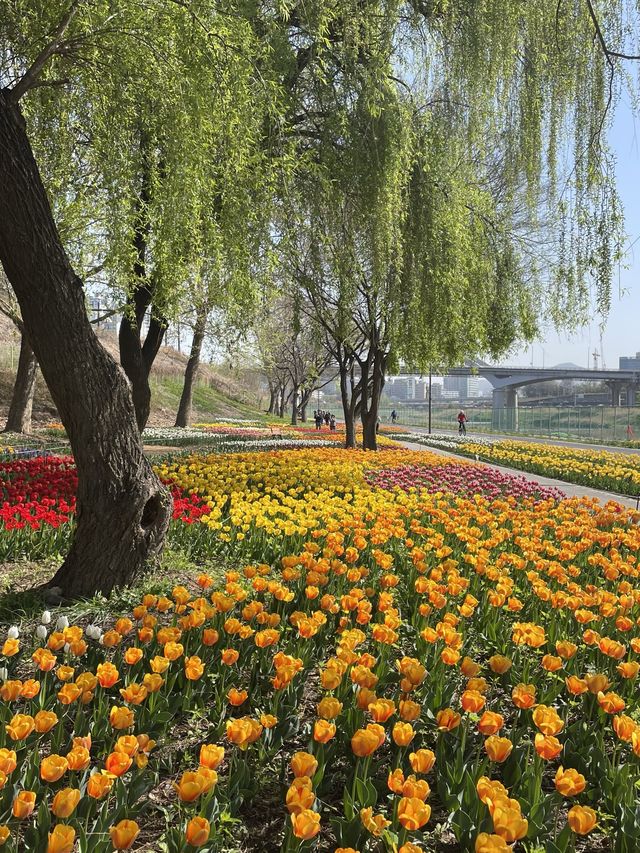 아침산책으로 추천하는 튤립 꽃밭🌷용비아래쉼터🌷