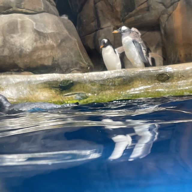 去邊去玩？🤣來香港Ocean Park。
