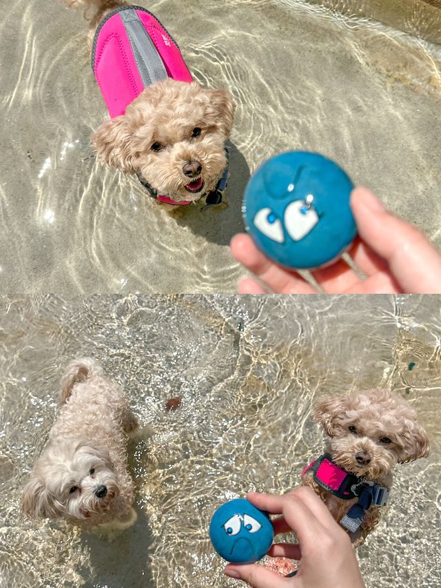 댕댕이랑 함께하는 워터파크가 있다?! 🐶