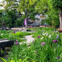 สวนดอกไอริส ชิริว