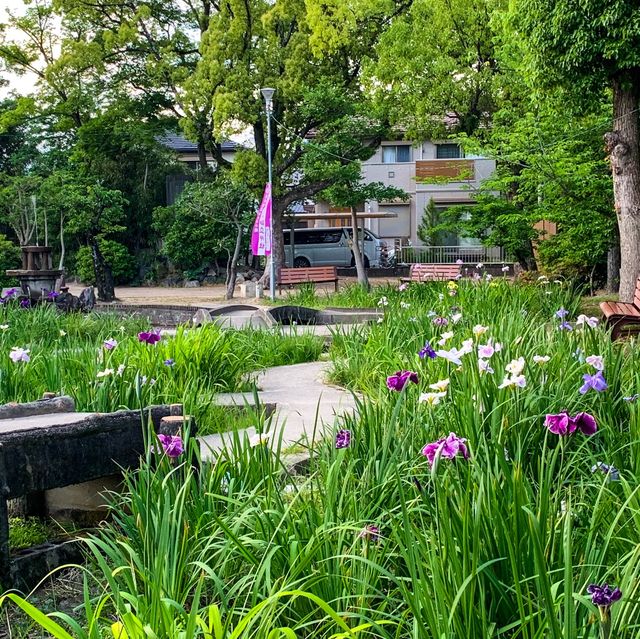 สวนดอกไอริส ชิริว