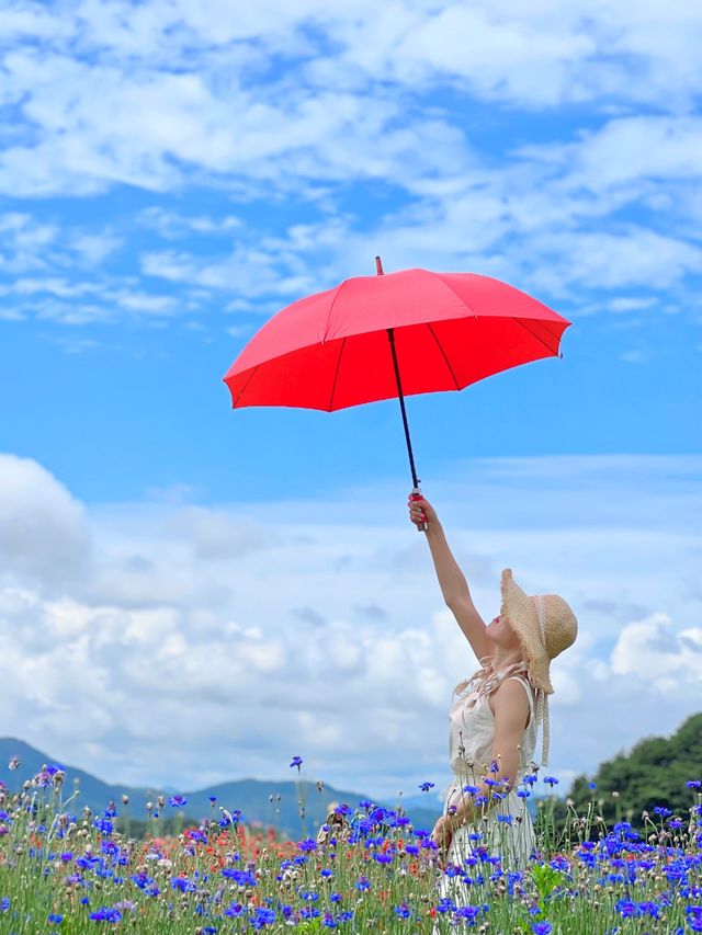 강원 원주시 가볼만한 꽃 축제❤️