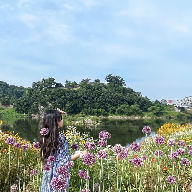 예쁜 코끼리 마늘꽃 보러 미르섬으로 가요
