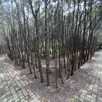 Forest Park