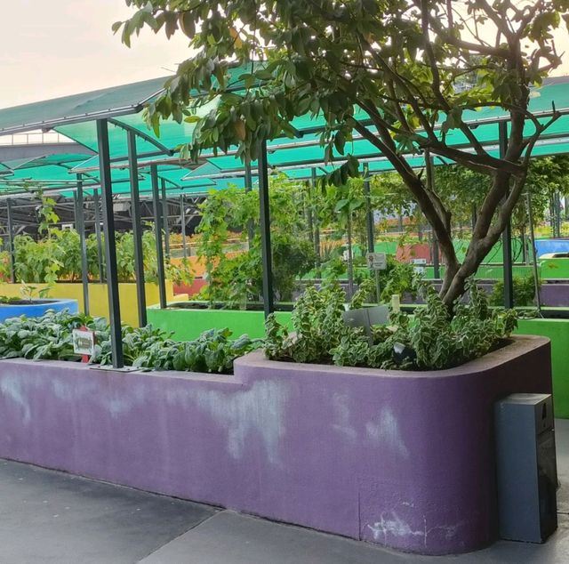 Rooftop Community Garden 