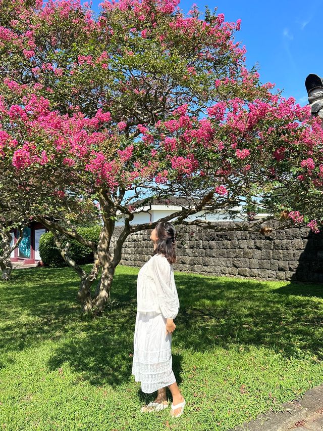 제주 초가을 꽃들 만나기 좋은 ‘항파두리 항몽유적지’