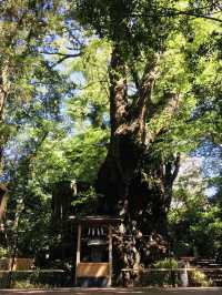 【静岡県/来宮神社】樹齢2100年の大楠が必見の神社