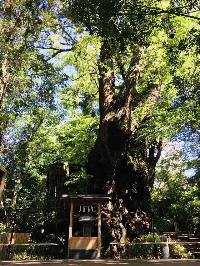 【静岡県/来宮神社】樹齢2100年の大楠が必見の神社