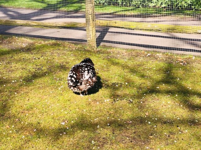 荷蘭🇳🇱盧瑟Lisse·親子好去處🐑🌳庫肯霍夫花園Keukenhof Garden