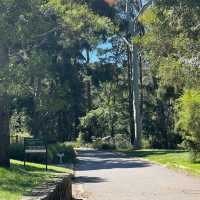 พาเดินป่าที่ Dandenong rages national park 🌳