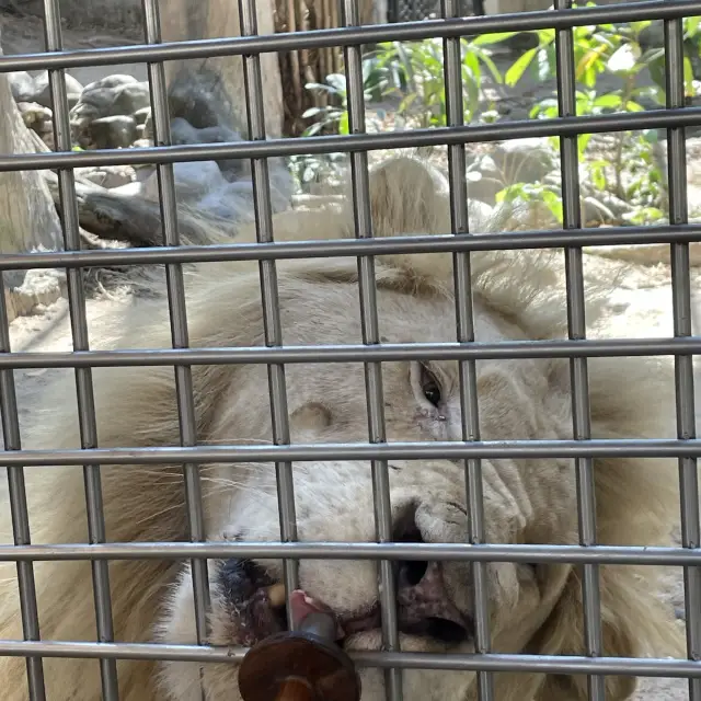 泰國芭堤雅綠山國家動物園