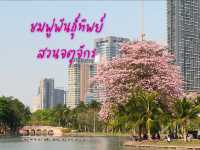 ชมพู่พันธุ์สวนจตุจักร