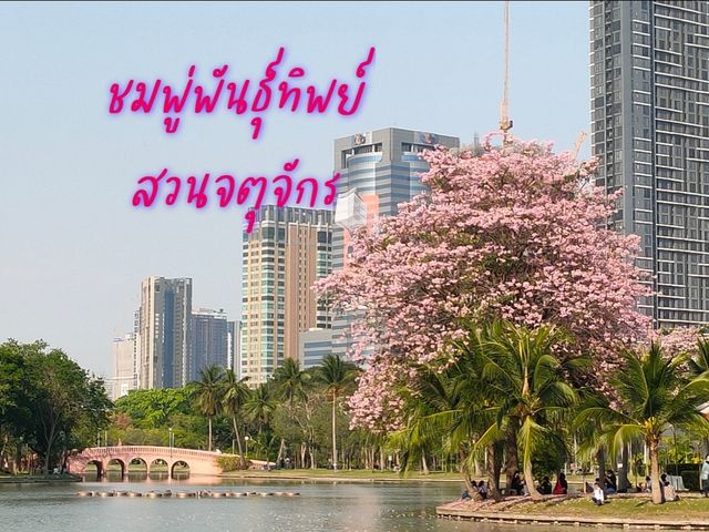 ชมพู่พันธุ์สวนจตุจักร
