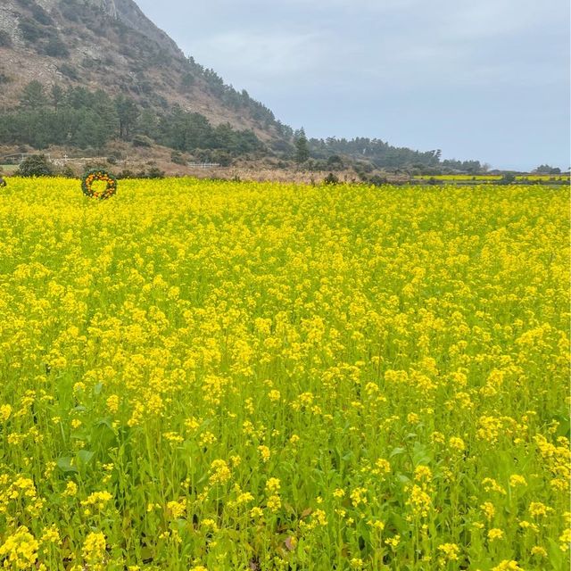 산방산과 유채 