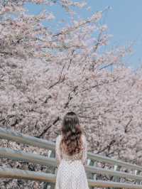 나만 알고싶은 부산 벚꽃 명소, 황령산