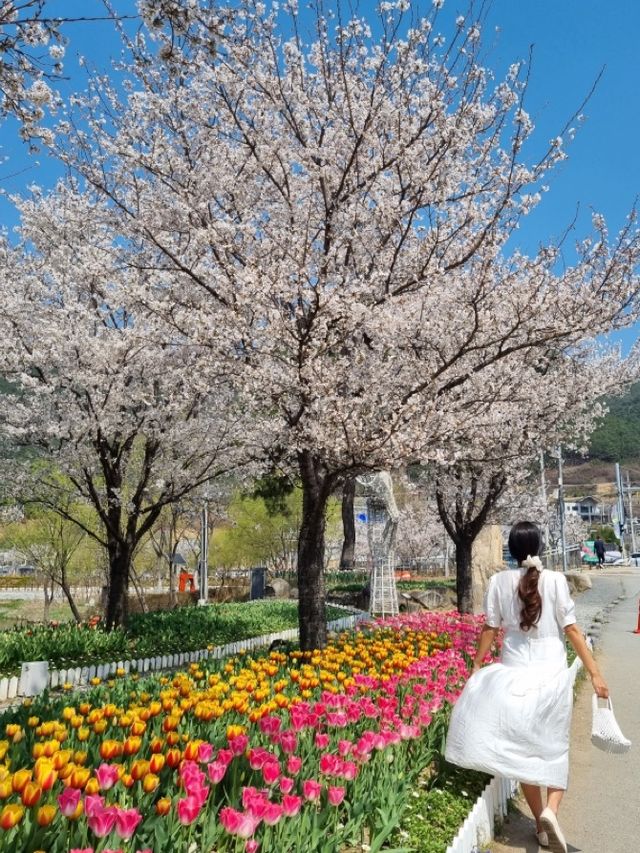 벚꽃과 튤립을 함께 볼 수 있는 곳, 송해공원🌸🌷