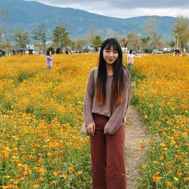 양산 인생샷 명소 황산공원 너무 예뻐 ♥ 꽃 천국!