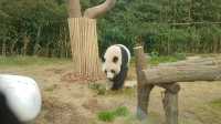 Everland Theme Park, Yongin