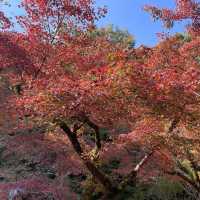 佐賀の紅葉スポット