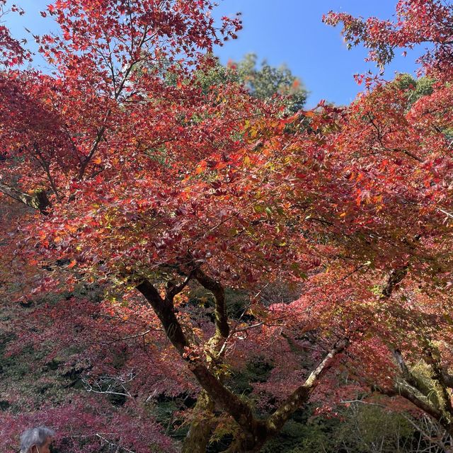 佐賀の紅葉スポット