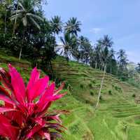 【バリ島】ライステラスへようこそ "Alas Harum Bali"