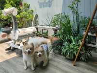 พาน้องหมามาหายใจทิ้งที่คาเฟ่นี้กัน  อยู่อัมพวานี้เอง