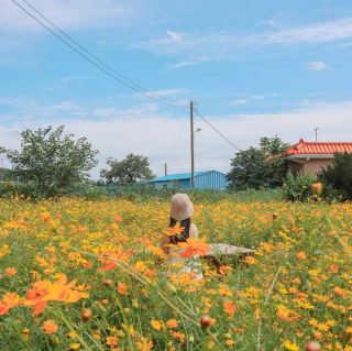 The Hwangwha Cosmos View Cafe Baekseol Farmer is a must-visit in September!