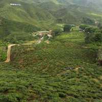 A Must Visit Place In Cameron Highland! 