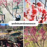 4 จุดเช็คอินเมื่ิอไปดอยอ่างขาง