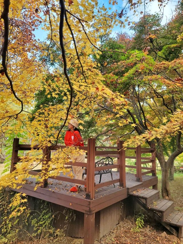 아직은 보내기 싫은 늦가을 즐기기🍁
