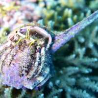 diving in white beach @bohol 