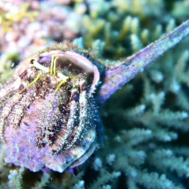 diving in white beach @bohol 