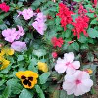 春暖花開~百花齊放~花團錦簇~爭相競艷