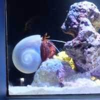 รีวิว - Okinawa Churaumi Aquarium @ญี่ปุ่น 🇯🇵