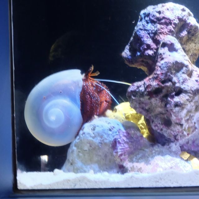 รีวิว - Okinawa Churaumi Aquarium @ญี่ปุ่น 🇯🇵