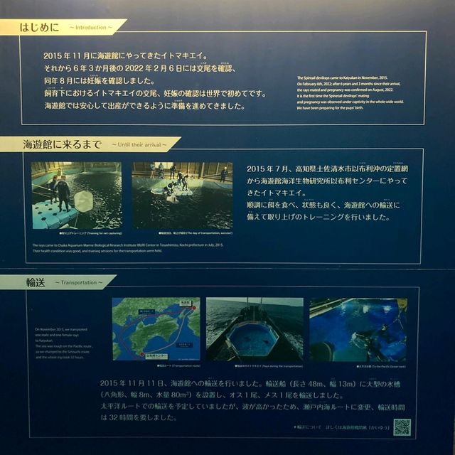 イトマキエイの観察ができるのは世界中探しても海遊館のみ！